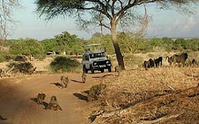 Safari